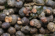 Pseudombrophila bulbifera (E.J. Durand) Brumm. 1995