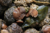 Pseudombrophila bulbifera (E.J. Durand) Brumm. 1995