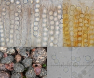 Pseudombrophila bulbifera (E.J. Durand) Brumm. 1995