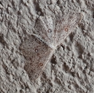Cyclophora pendularia