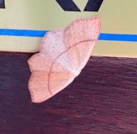 Cyclophora punctaria