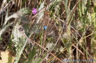 Anax ephippiger (Burmeister, 1839)