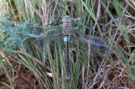Anax parthenope (Sélys, 1839)