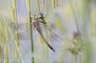 Anax parthenope (Sélys, 1839)