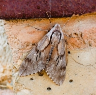 Sphinx pinastri. Esfinge del pino. 3