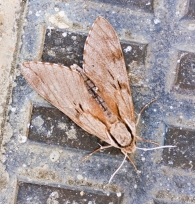 Sphinx pinastri. Esfinge del pino.