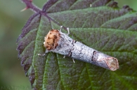 Phalera bucephala