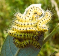 Phalera bucephala Linnaeus 1758. Oruga.