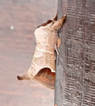 Clostera curtula