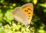 Lycaena phlaeas (Linnaeus, [1760]). Manto bicolor. 