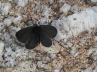Cupido minimus (Fuessly,1775), Duende oscuro