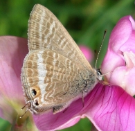 Lampides boeticus