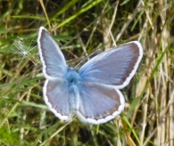 Plebejus argus Linnaeus, 1756. Niña hocecillas.