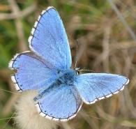 Polyommatus = Lysandra bellargus  -macho-
