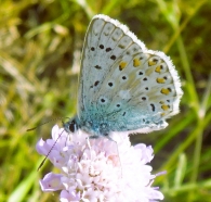 Lysandra coridon (Poda, 1761). Niña coridón.