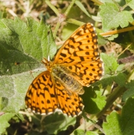 Boloria dia (Linnaeus, 1767). Perlada violeta.