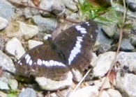 Limenitis camilla L. Ninfa de bosque.