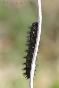 Euphydryas aurinia