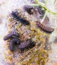 Euphydryas aurinia (Rottemburg 1775). Doncella de ondas rojas. Orugas en el nido.