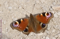 Aglais io (Linnaeus, 1758)