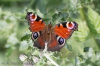 Aglais io (Linnaeus, 1758)