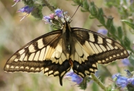 Papilio machaon 2