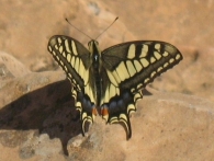 Papilio machaon Linnaeus 1758, Maca�n