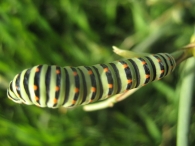 Papilio machaon (Linnaeus 1758), Maca�n 2