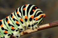 Papilio machaon -oruga, detalle-
