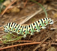 Papilio machaon -oruga-