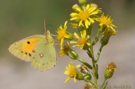 Colias crocea (Geoffroy, 1785)