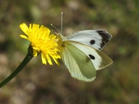 Pieris brassicae Linnaeus 1758,  Mariposa de la col. 2