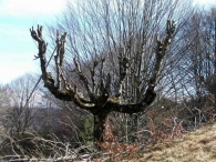 Árbol de gran porte en Arrarats