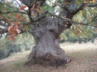 Echagüe Olóriz. MN nº 42. Quercus pubescens Wild, Quercus humilis Mill. Roble de Etxagüe.
