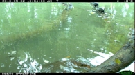 Carpa/Cyprinus carpio