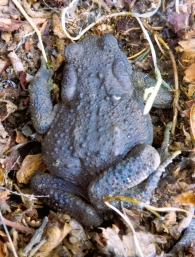 Bufo spinosus Daudin, 1803, sapo espinoso.
