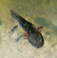 Salamandra salamandra (Linnaeus, 1758). Salamandra común. LARVA.