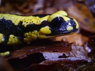 Cabeza de salamandra