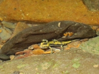 Salamandra Com�n/Salamandra salamandra