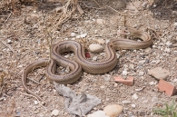 Rhinechis scalaris