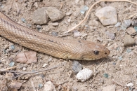 Rhinechis scalaris