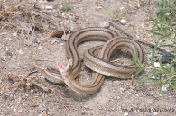 Rhinechis scalaris