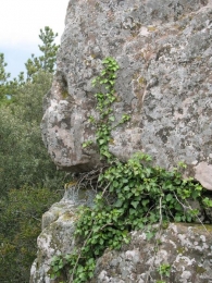 Piedras "mormas" en las cercan�as de San Gregorio Ostiense, Sorlada 4