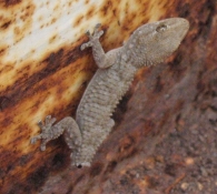 Tarentola mauritanica, Gecko, Salamanquesa común