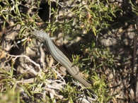 Psammodromus jeanneae (Busak, Salvador y Lawson, 2006), Lagartija colilarga