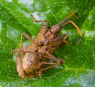 Coreus marginatus ( Linneo , 1758 ). Parte ventral.