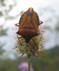 Carpocoris fuscispinus (Kolenati 1846)