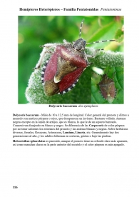 Dolycoris baccarum