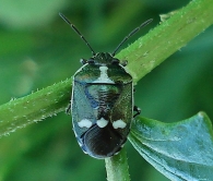 Eurydema oleracea -forma verde-