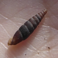 Clausilia bidentata (Strøm 1765).